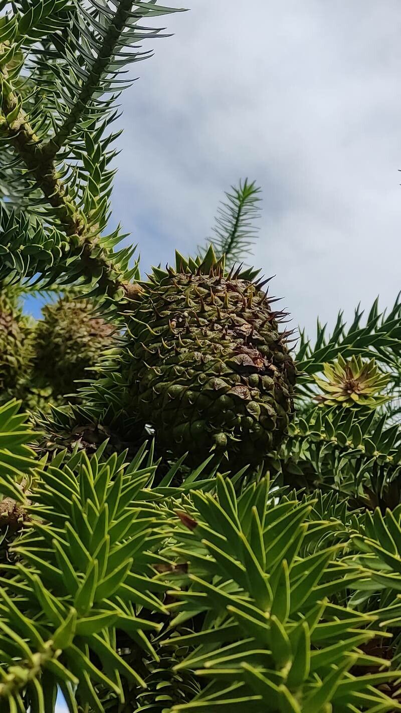 Araucaria angustifolia fruit