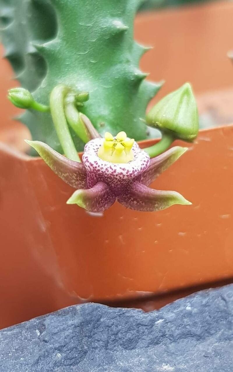 Duvalia maculata flower