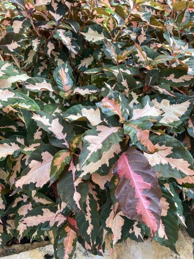 Graptophyllum pictum leaf