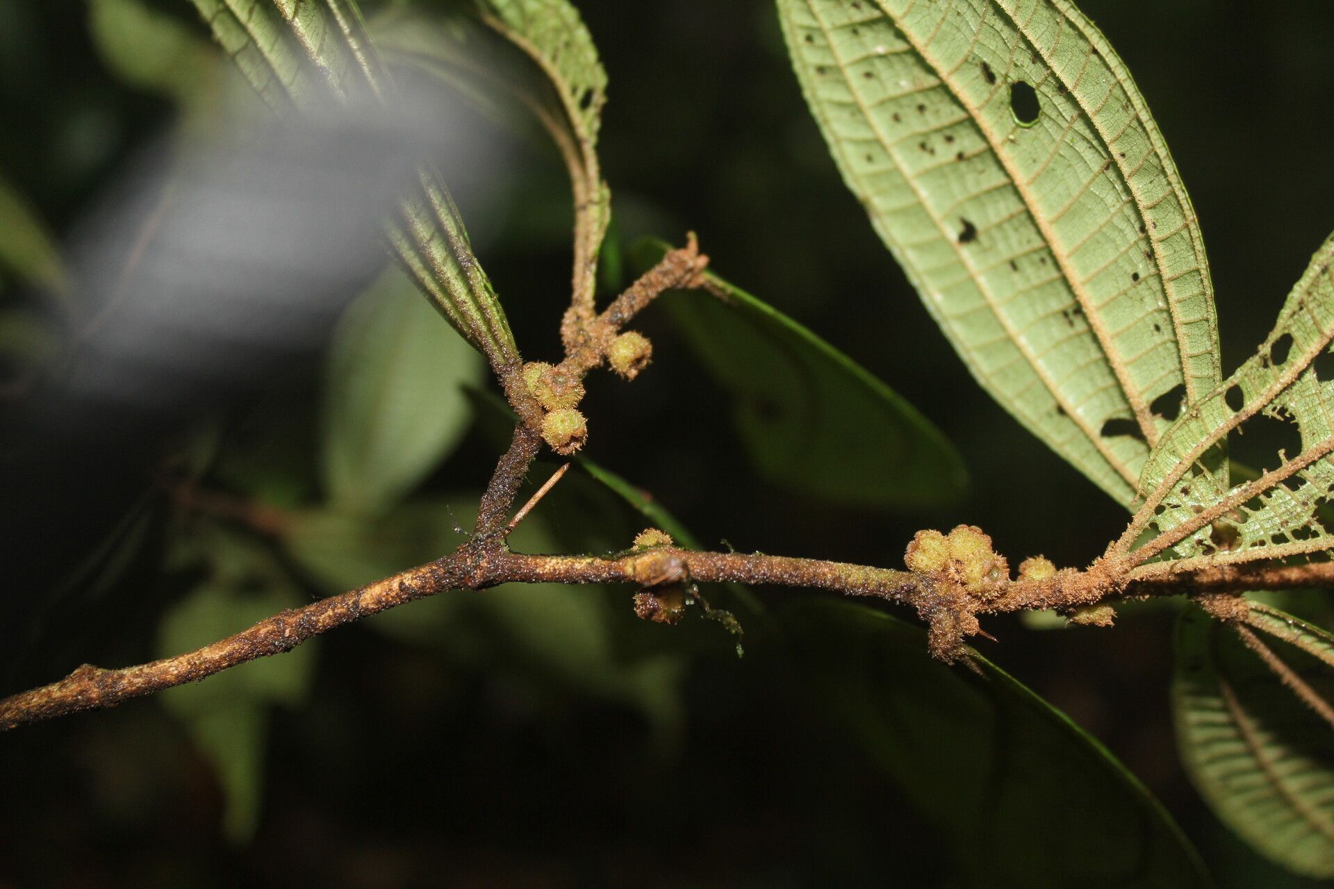 Miconia approximata fruit