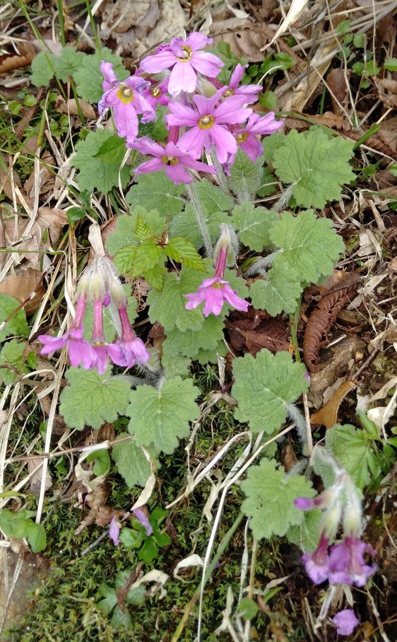 Primula kisoana — search result for 'Primula'