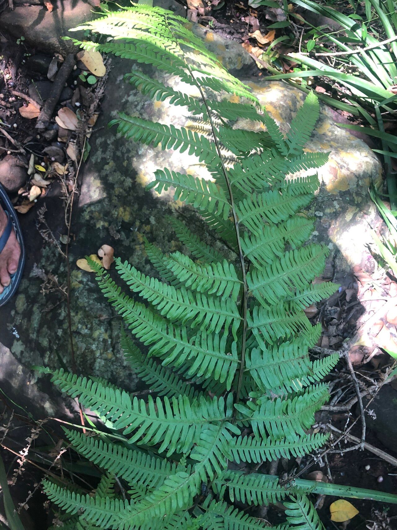 Pteris friesii habit