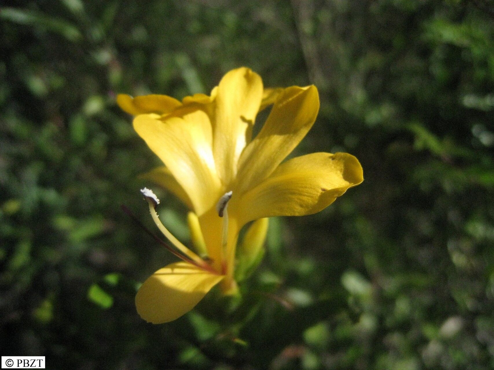 Barleria alluaudii flower