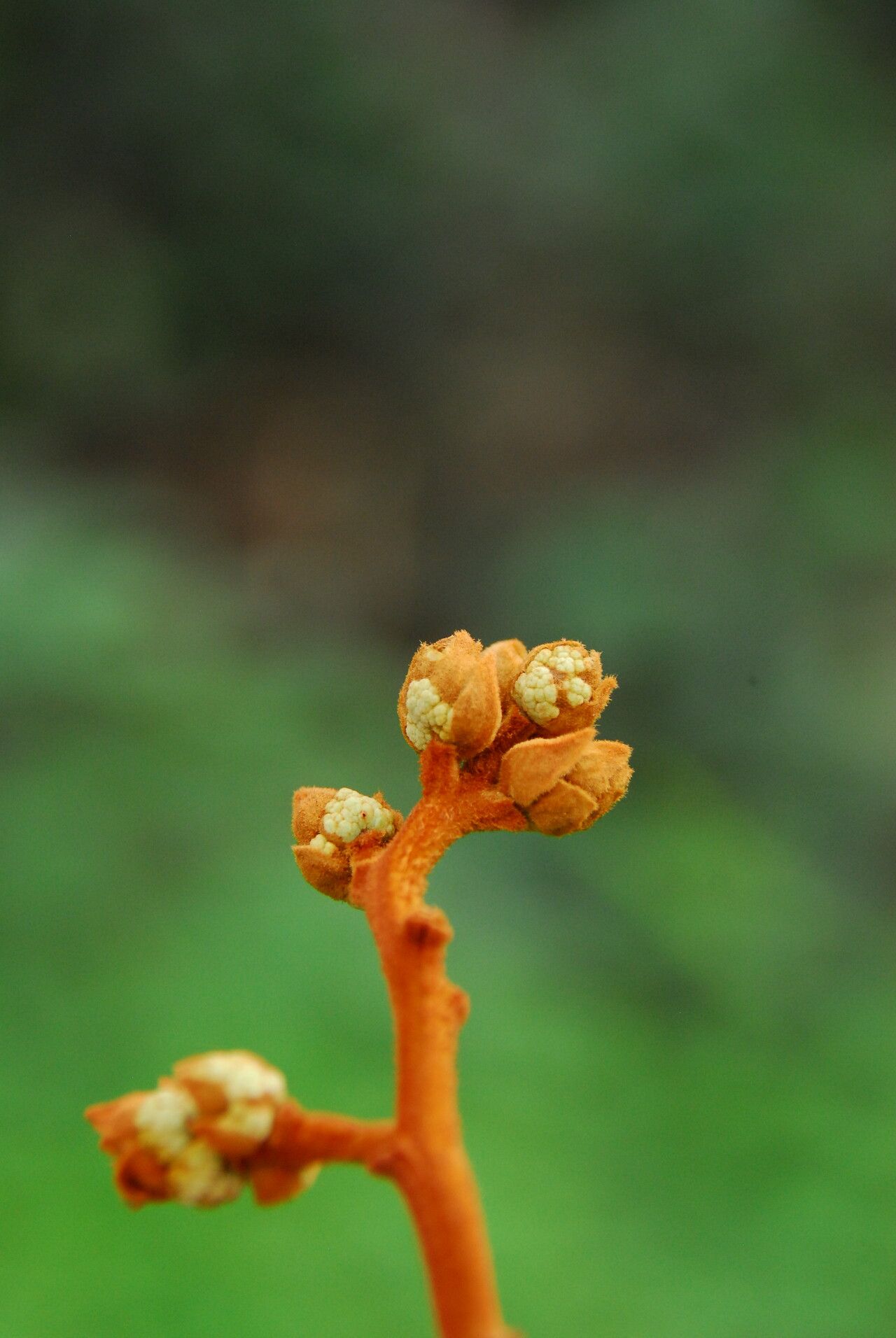 Pycnanthus angolensis flower
