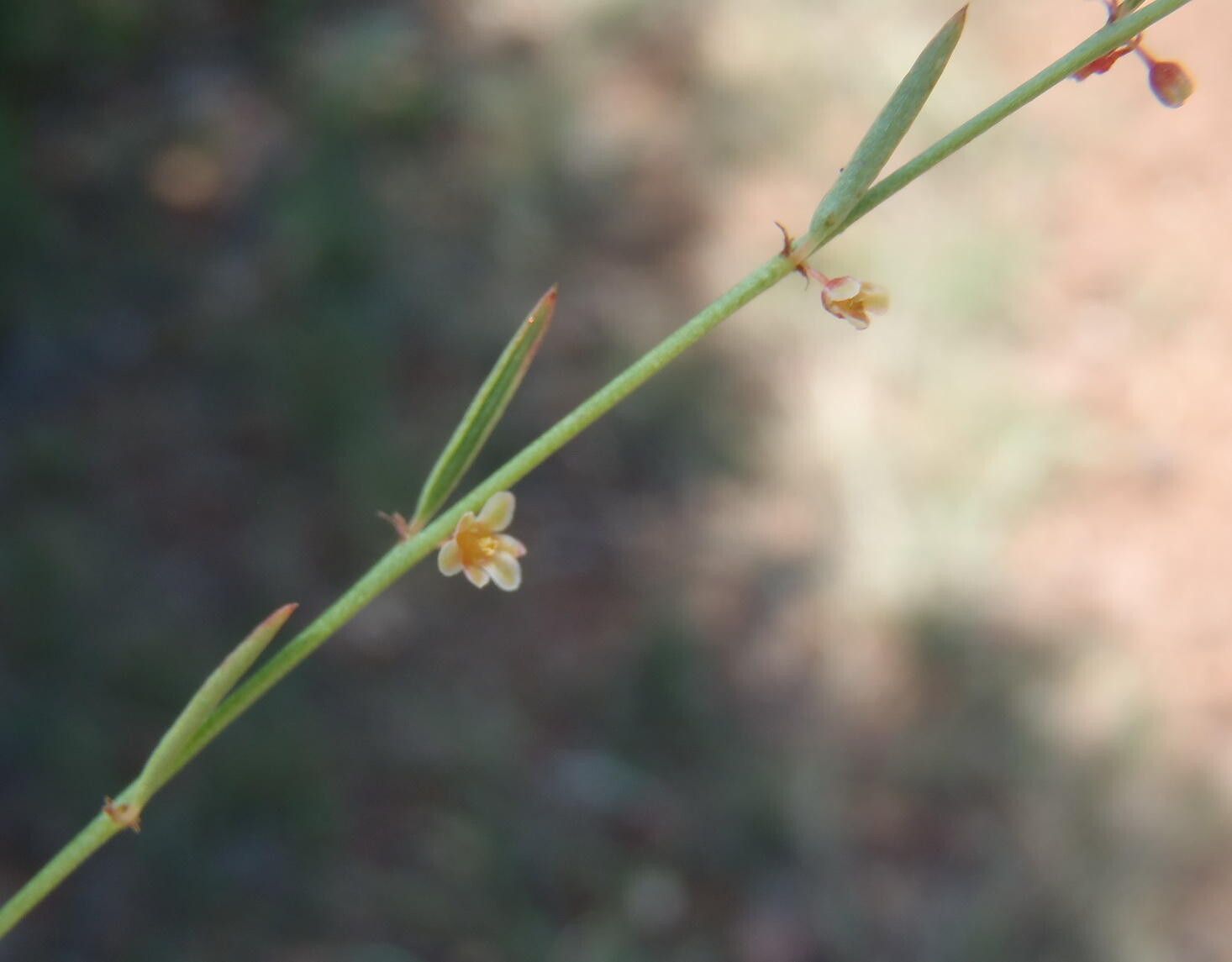 Phyllanthus incurvus flower