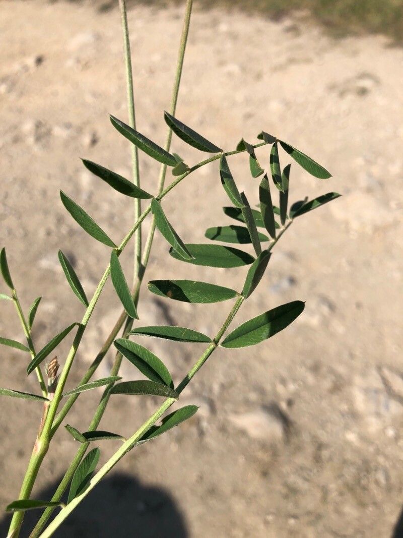 Onobrychis argentea leaf