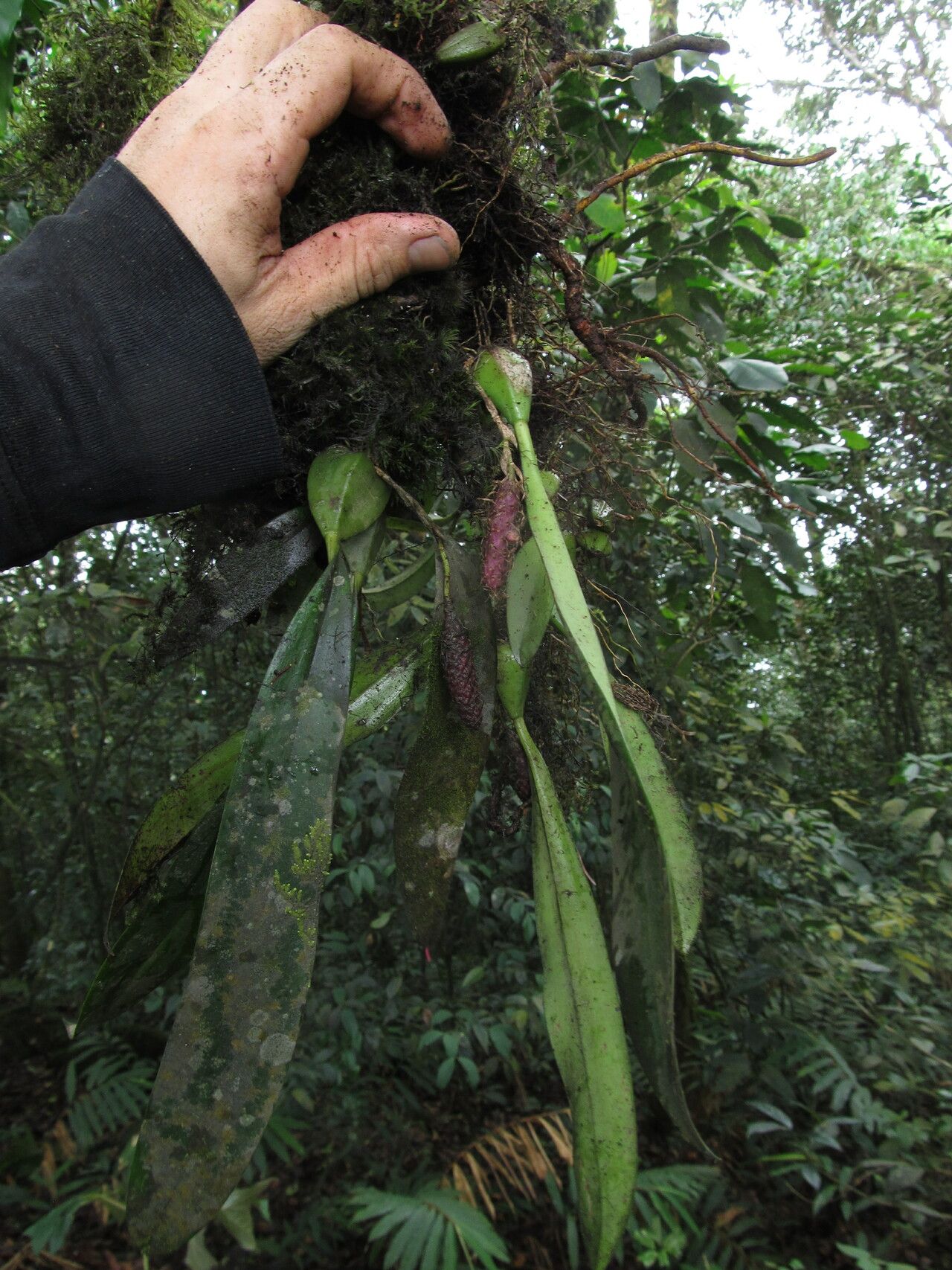 Bulbophyllum comatum habit