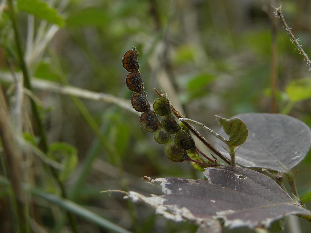 Desmodium gangeticum fruit