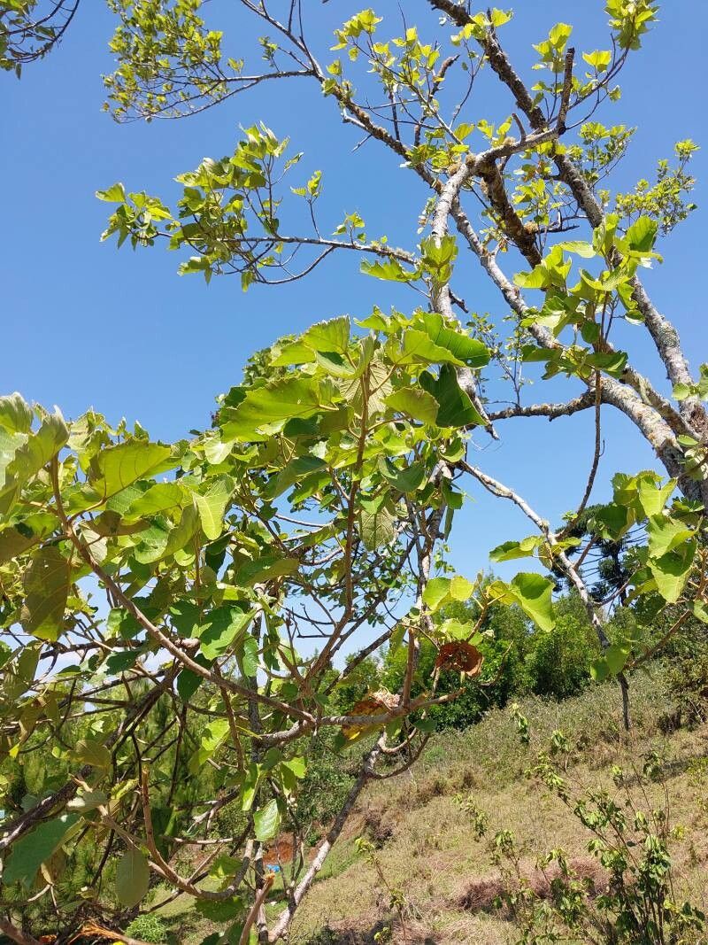 Dombeya pubescens other