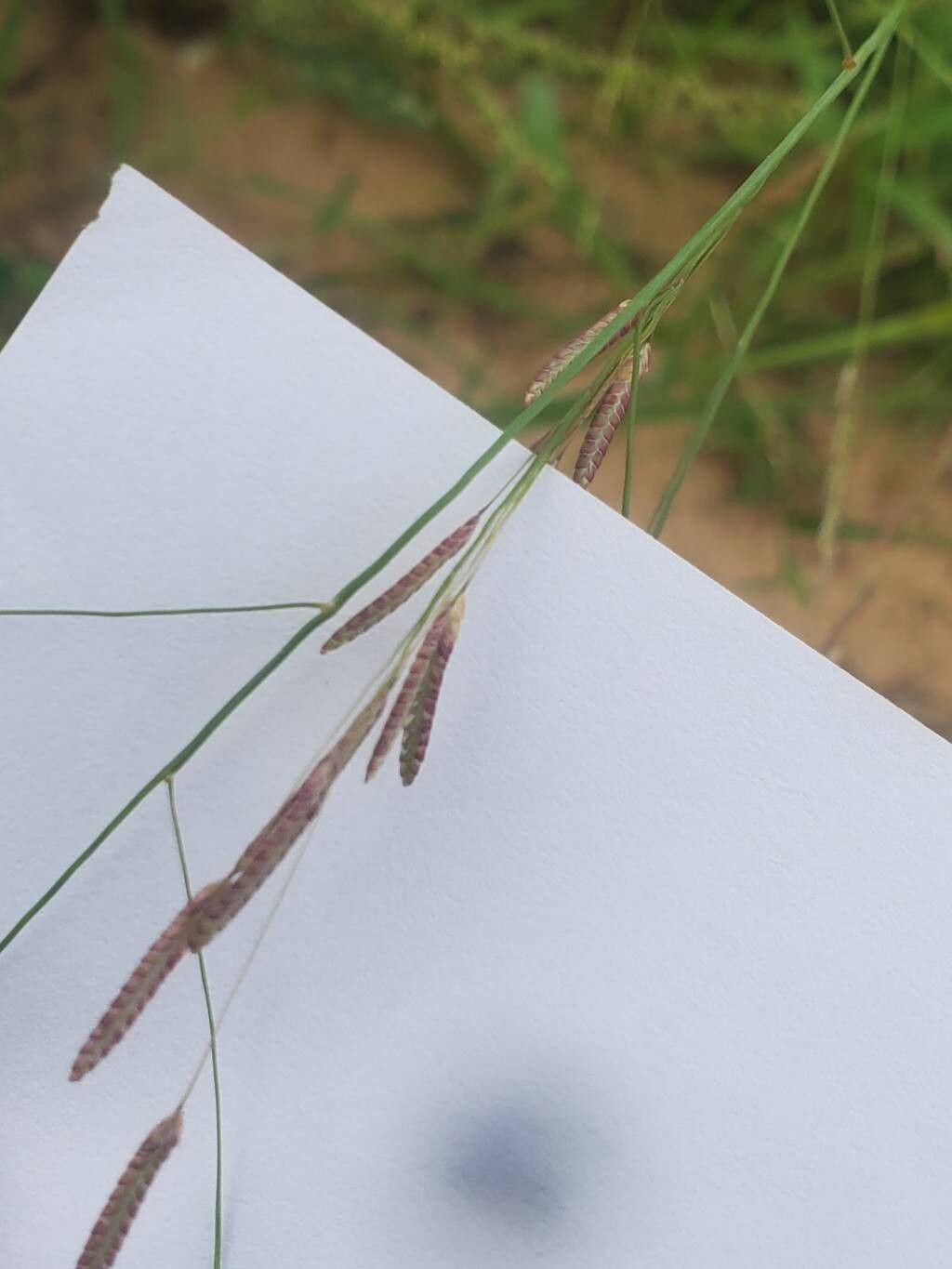Eragrostis multiflora — search result for 'Eragrostis'