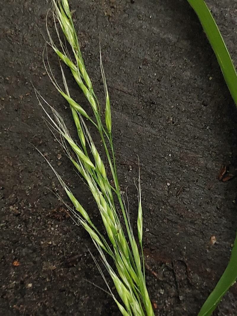 Schedonorus giganteus fruit