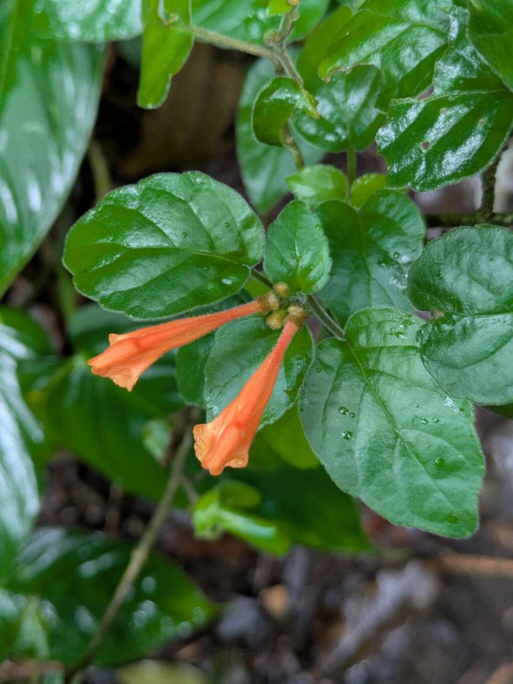 Scutellaria maxonii flower