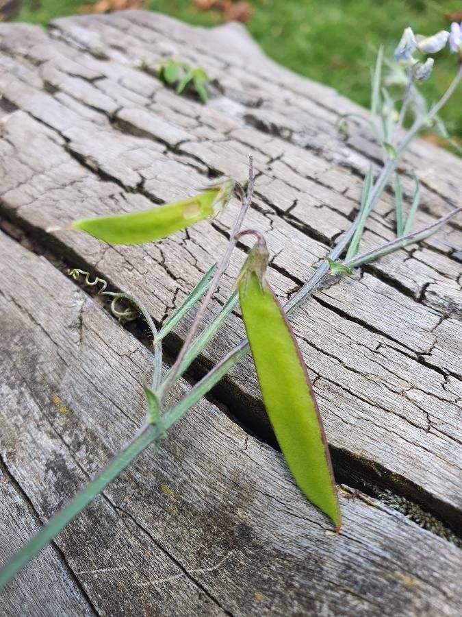 Vicia paucifolia fruit