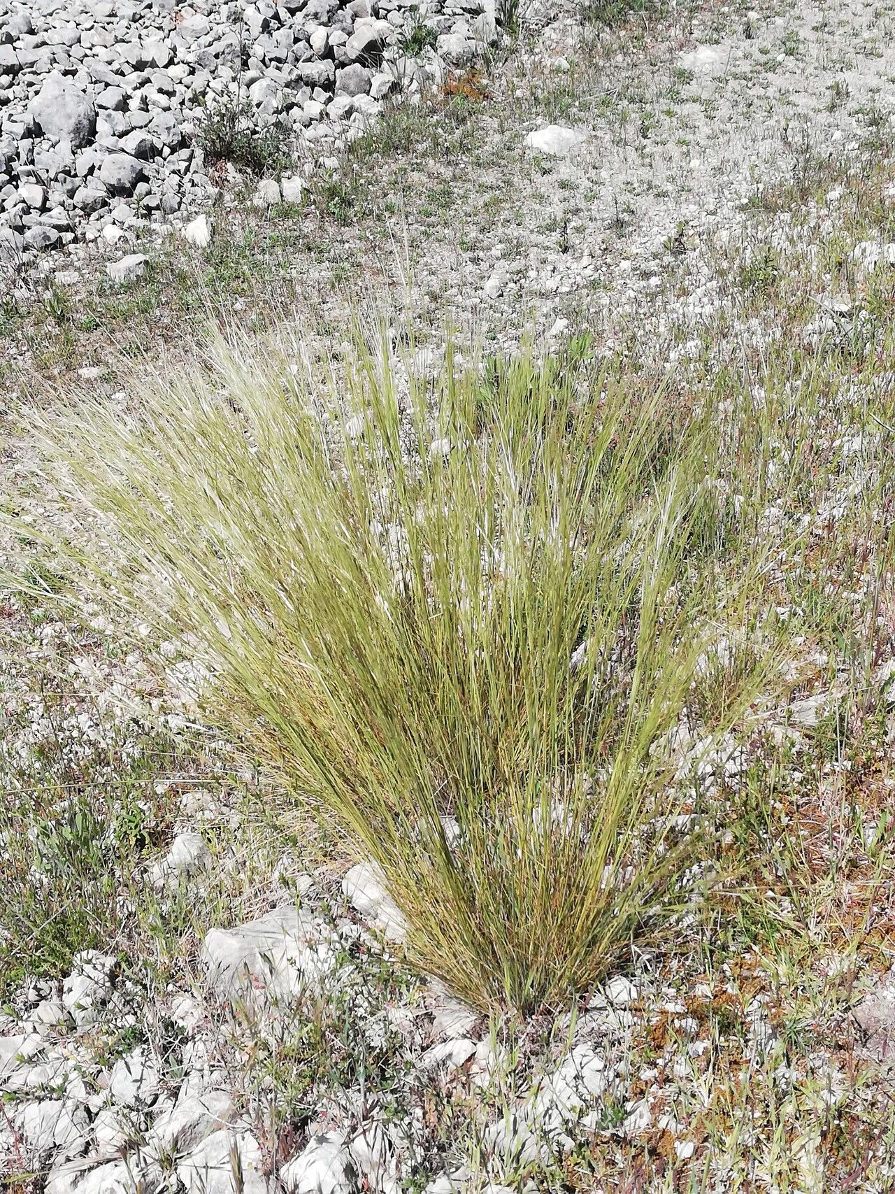 Stipa juncea habit