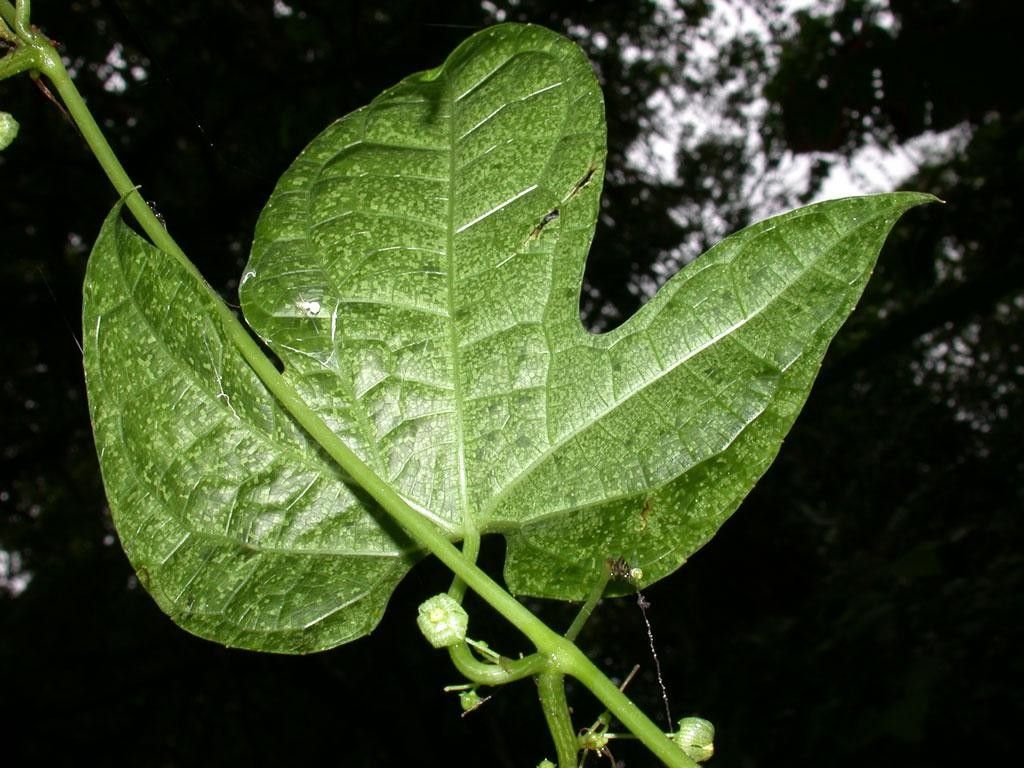 Sechium pittieri — related species from the same genus