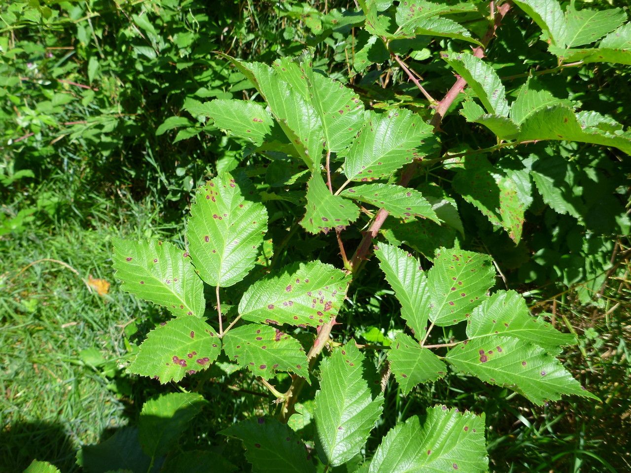 Rubus pericrispatus leaf