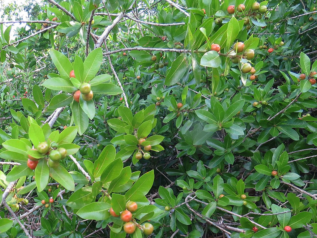 Phyllanthus reticulatus fruit
