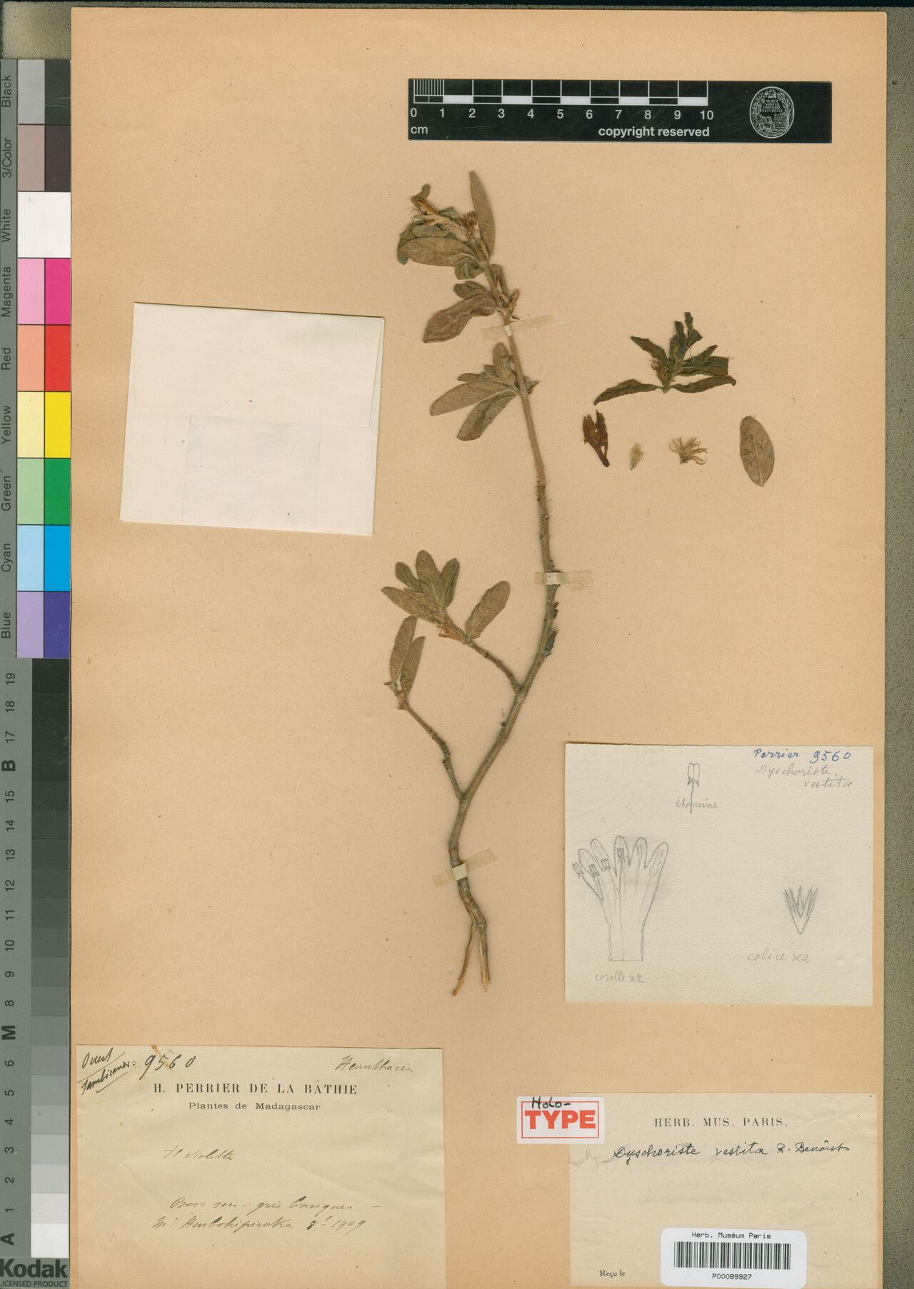 Dyschoriste vestita — houseplant care guide