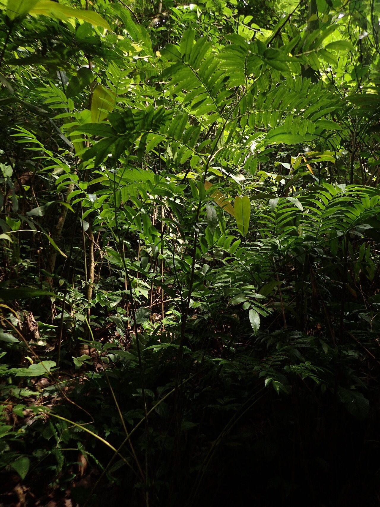 Ptisana senterreana habit