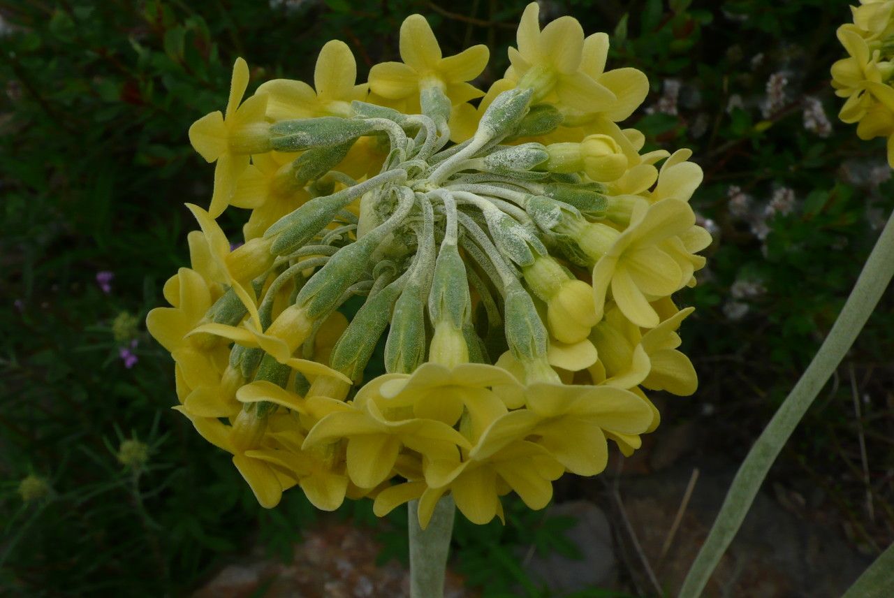 Primula orbicularis flower