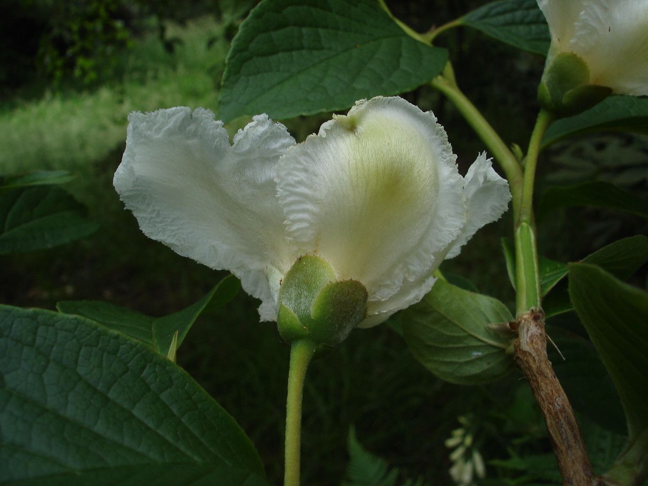 Stewartia pseudocamellia flower