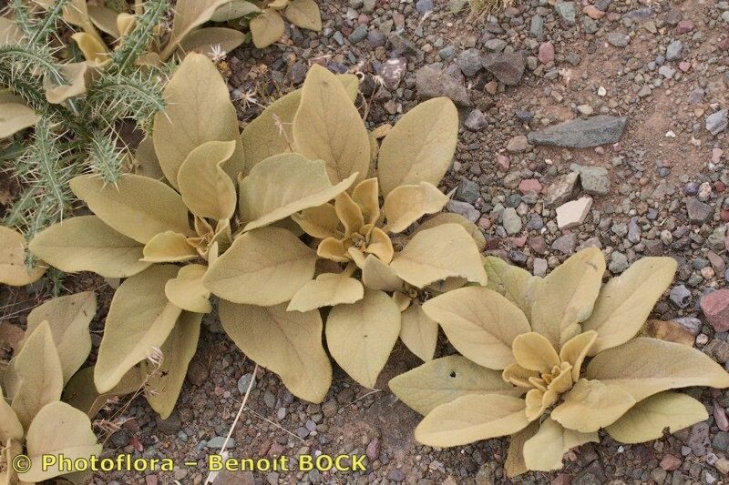 Verbascum tetrandrum other