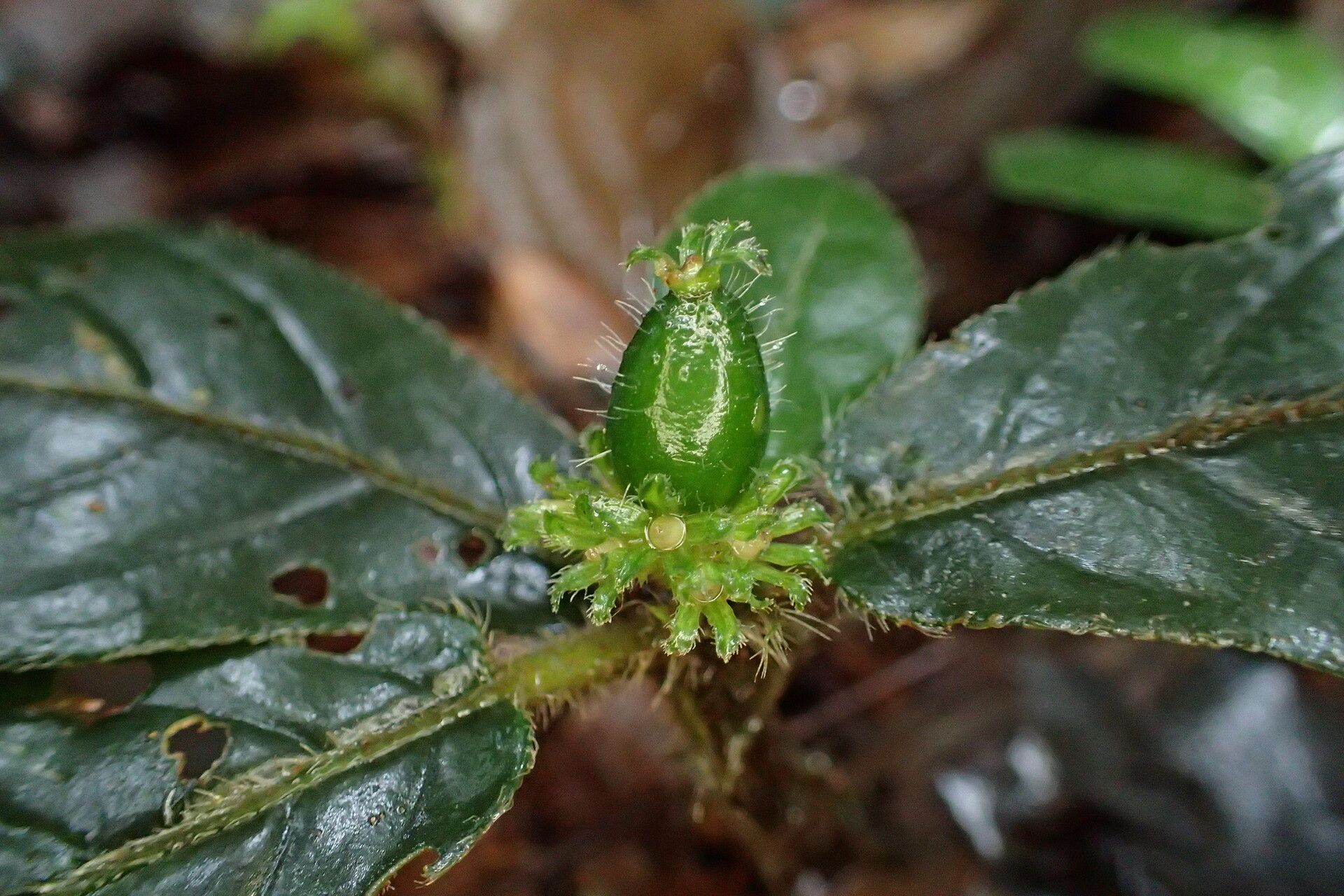 Psychotria rhynchodiscus fruit