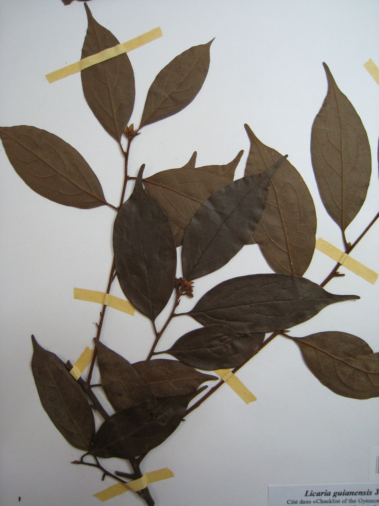 Licaria guianensis other