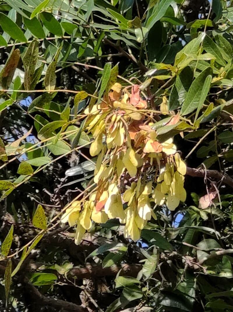 Pterogyne nitens fruit