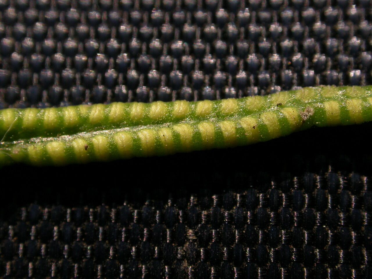 Ophioglossum reticulatum fruit