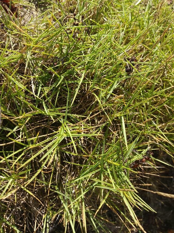 Distichlis spicata leaf