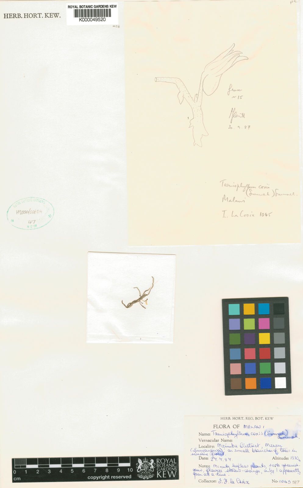 Taeniophyllum coxii — related species from the same genus