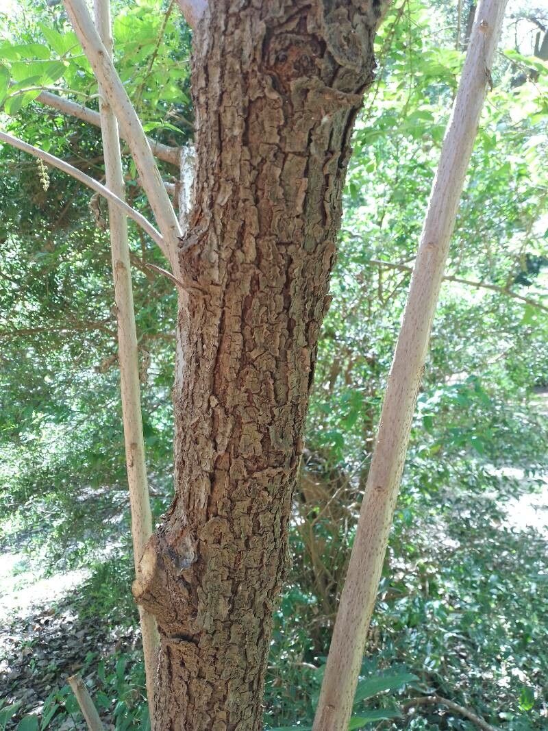 Coriaria japonica bark