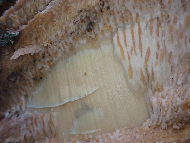 Gardenia imperialis bark