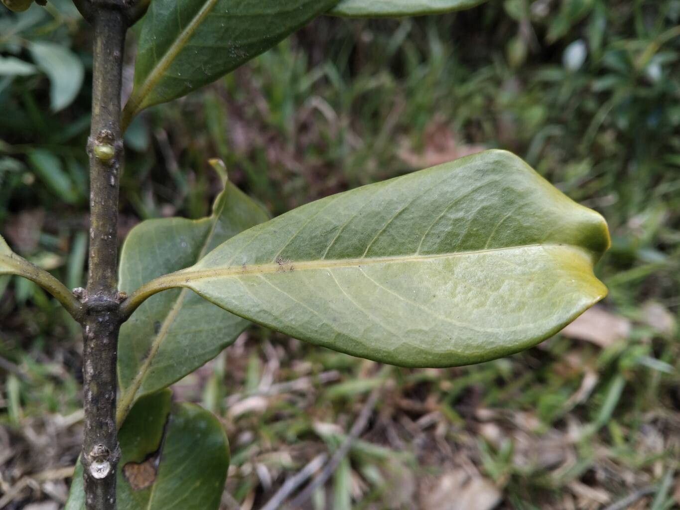 Danais cernua leaf