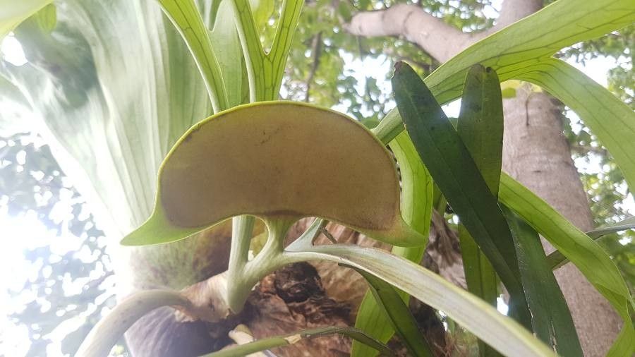Platycerium coronarium fruit