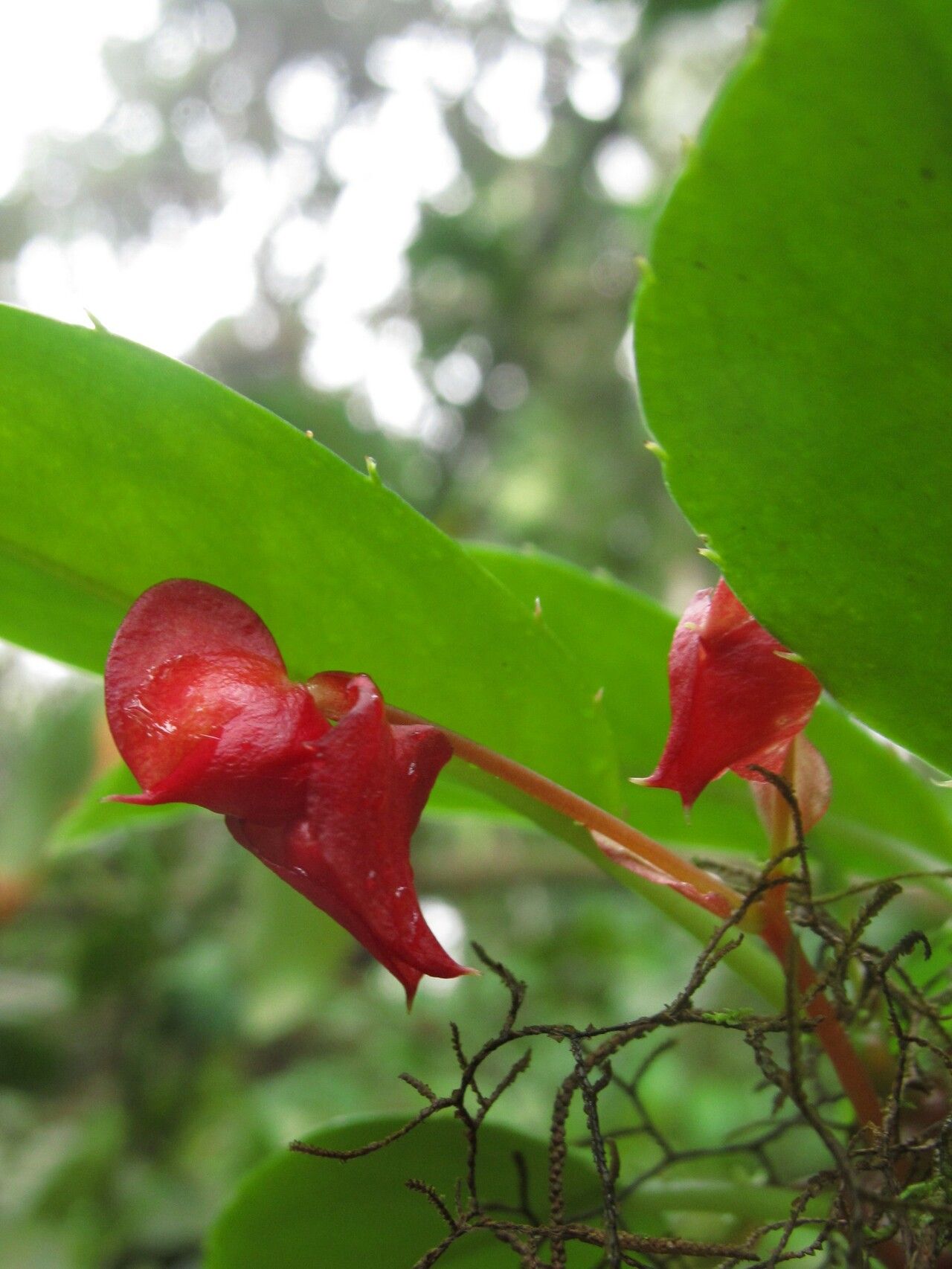 Impatiens etindensis flower