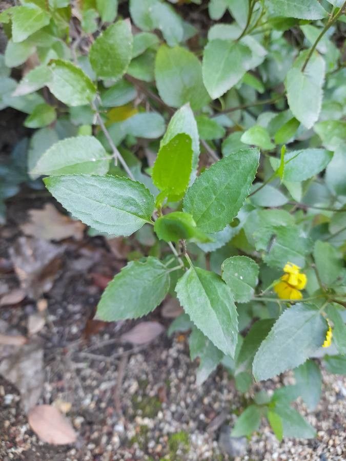 Goodenia ovata — search result for 'Goodeniaceae'