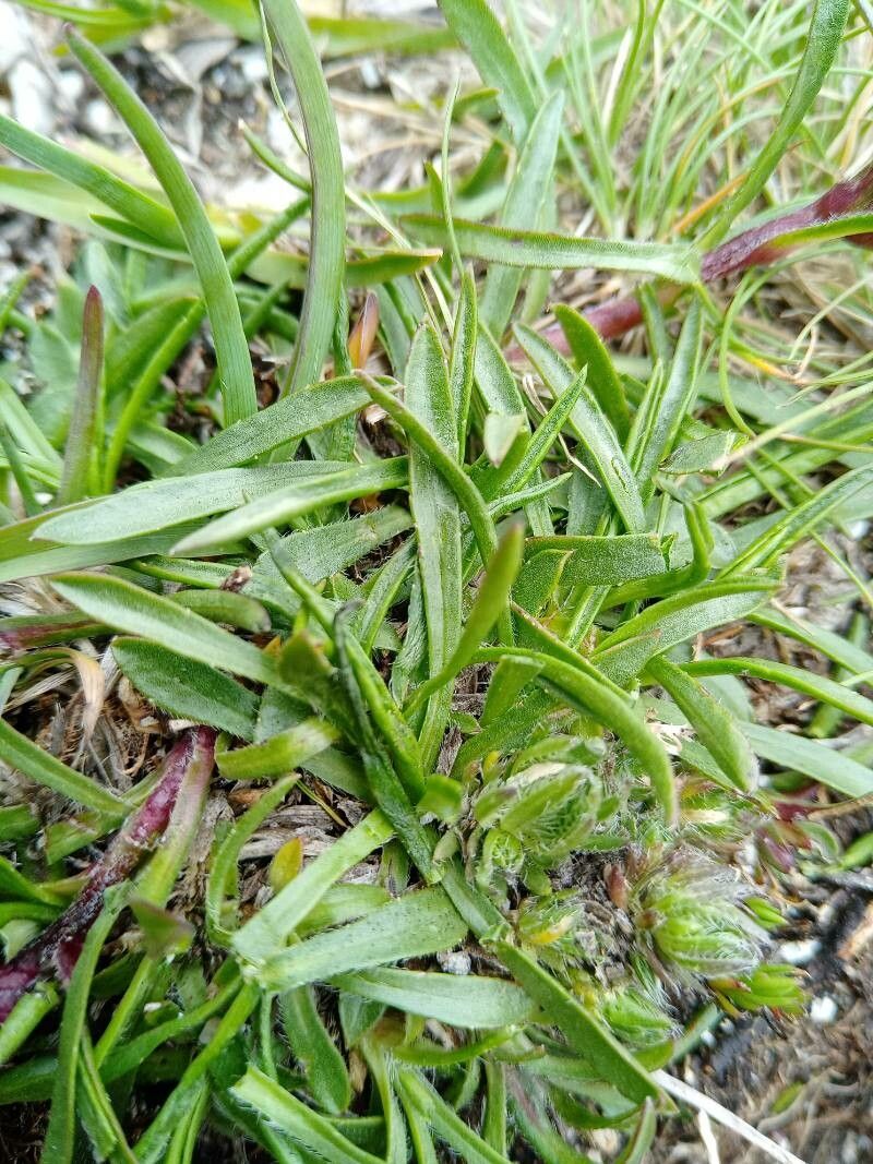 Edraianthus graminifolius leaf