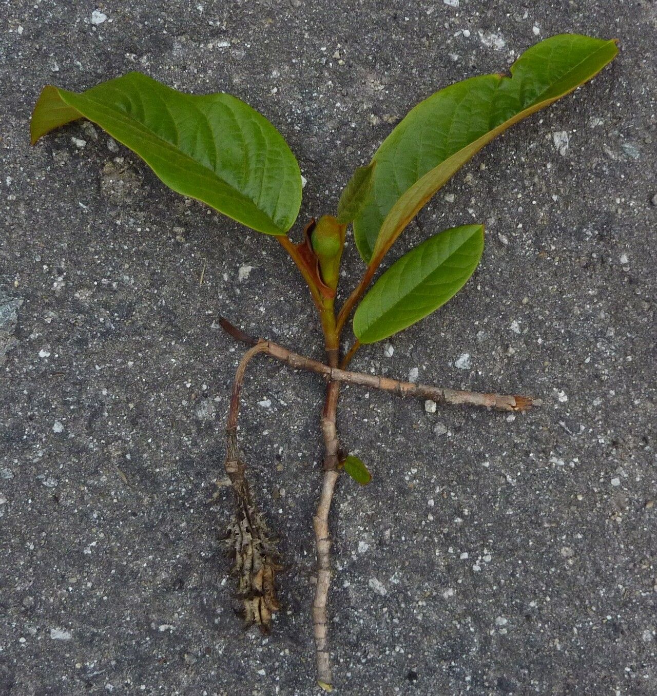 Magnolia globosa — search result for 'Magnolia'