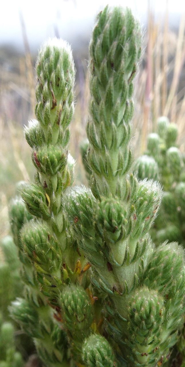 Alchemilla nivalis leaf
