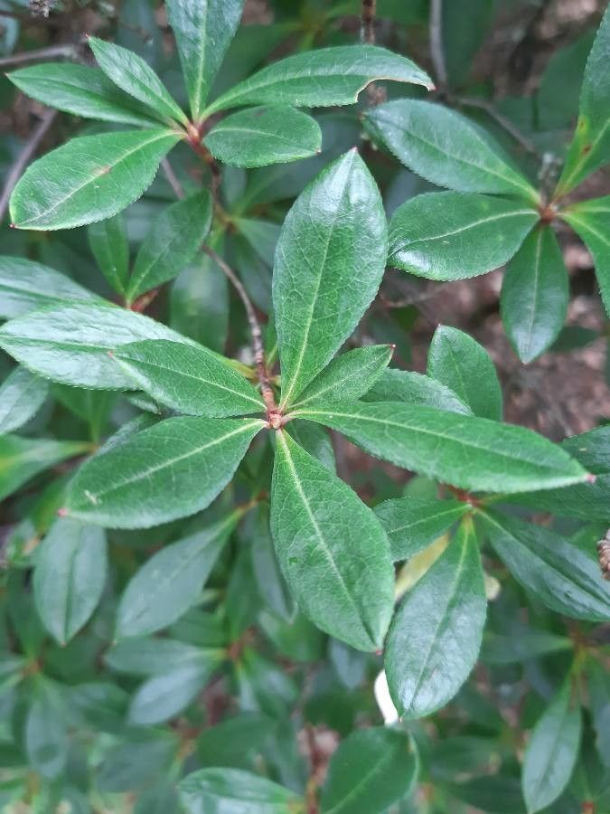 Rhododendron viscosum leaf