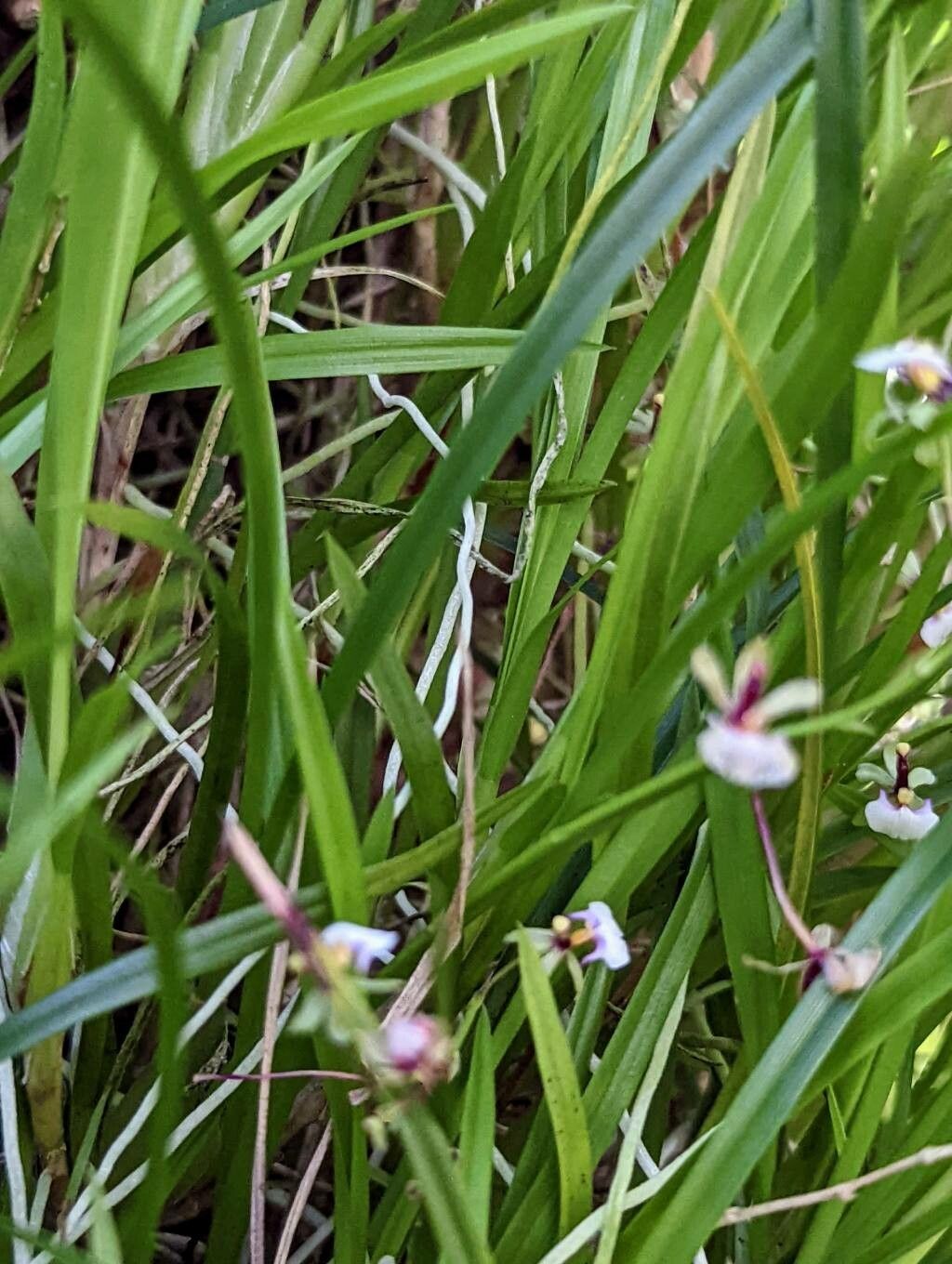 Gomesa radicans leaf