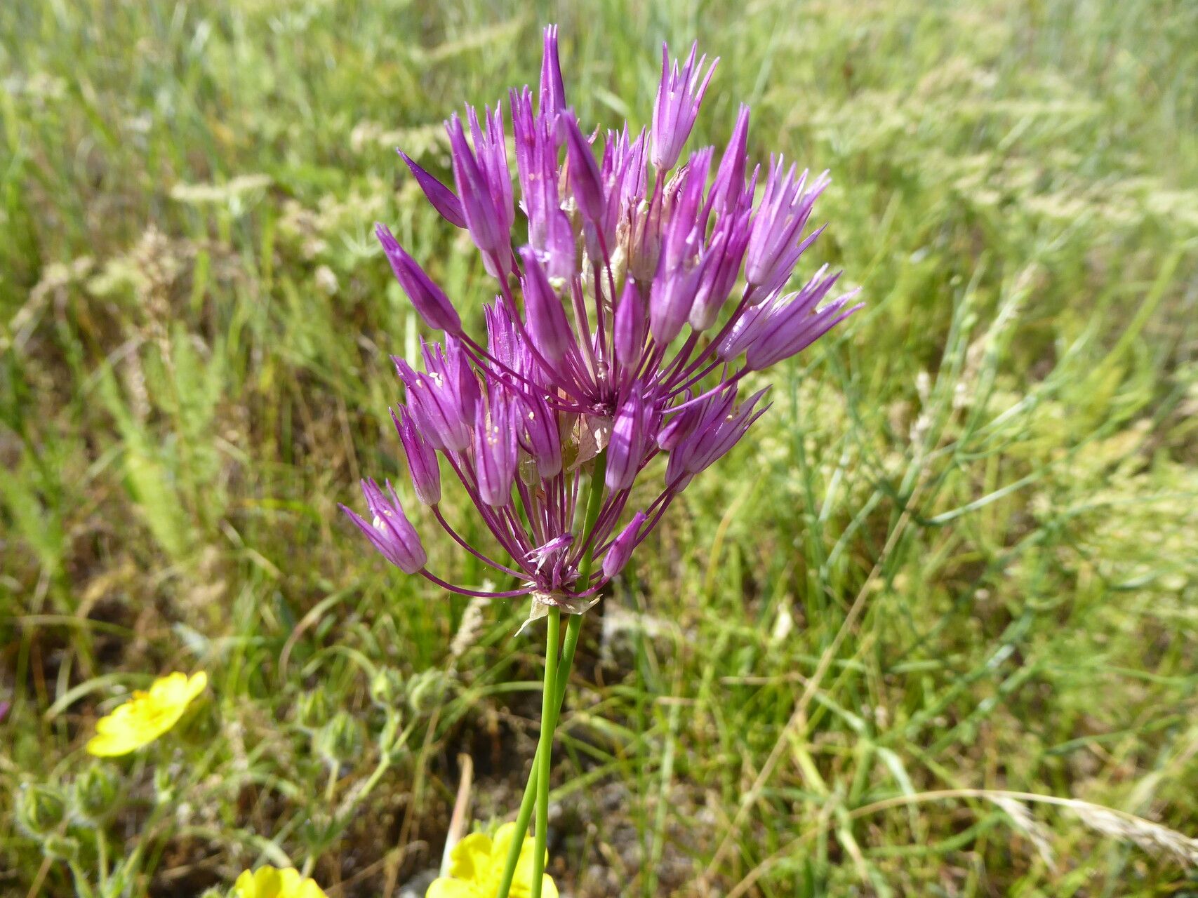 Allium barsczewskii — houseplant care guide