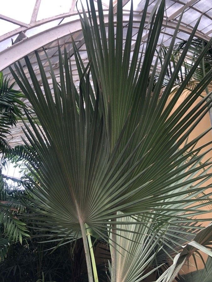 Latania loddigesii — related species from the same genus