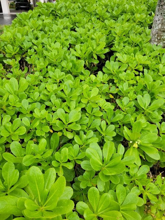 Scaevola plumieri — search result for 'Lobelia'