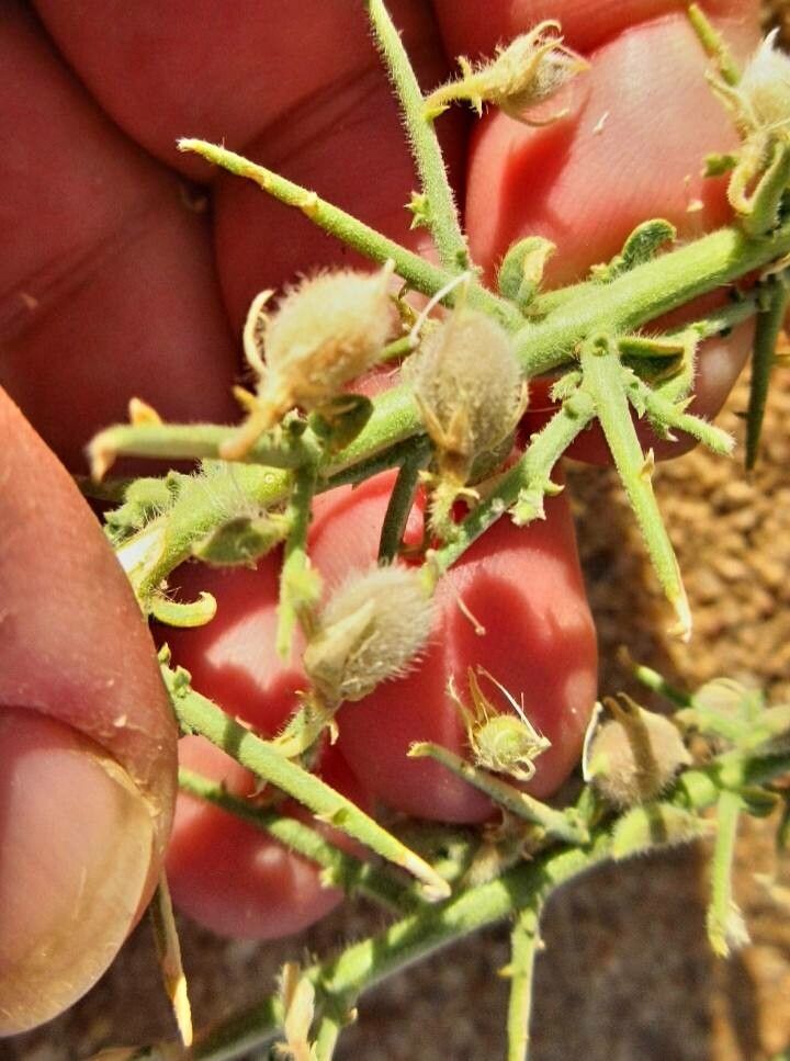 Crotalaria saharae fruit