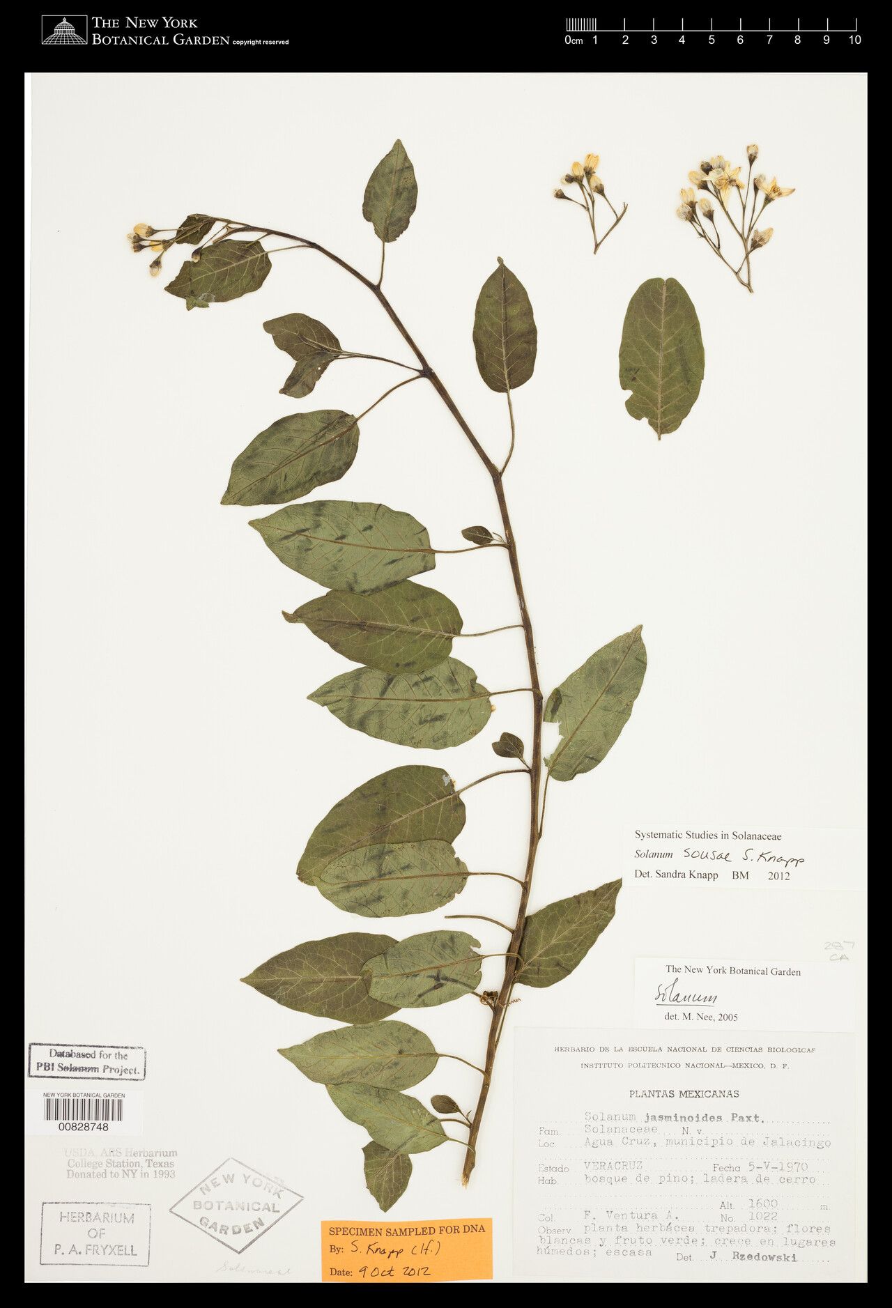 Solanum sousae — houseplant care guide