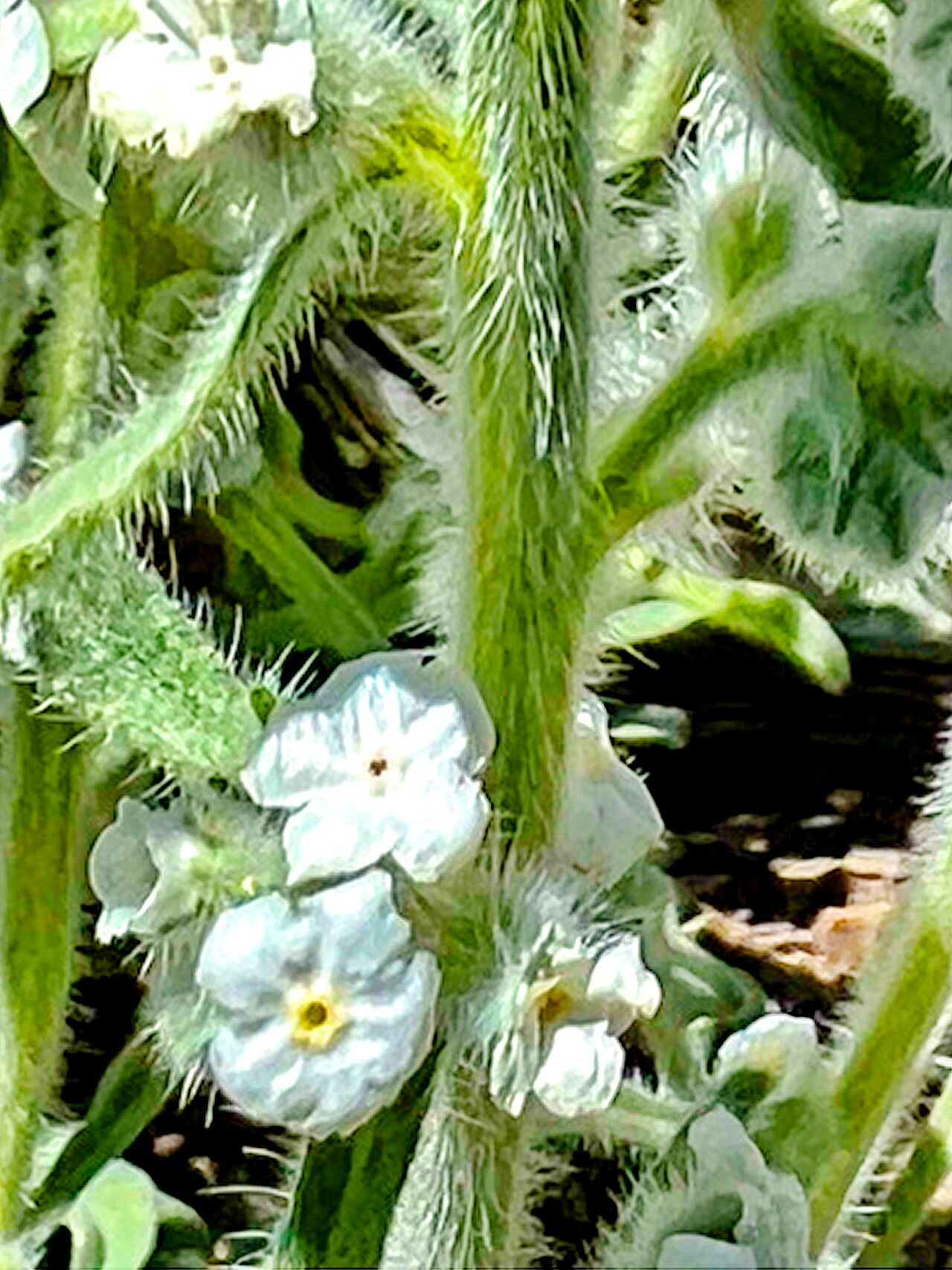 Oreocarya hoffmannii — search result for 'Cryptantha'