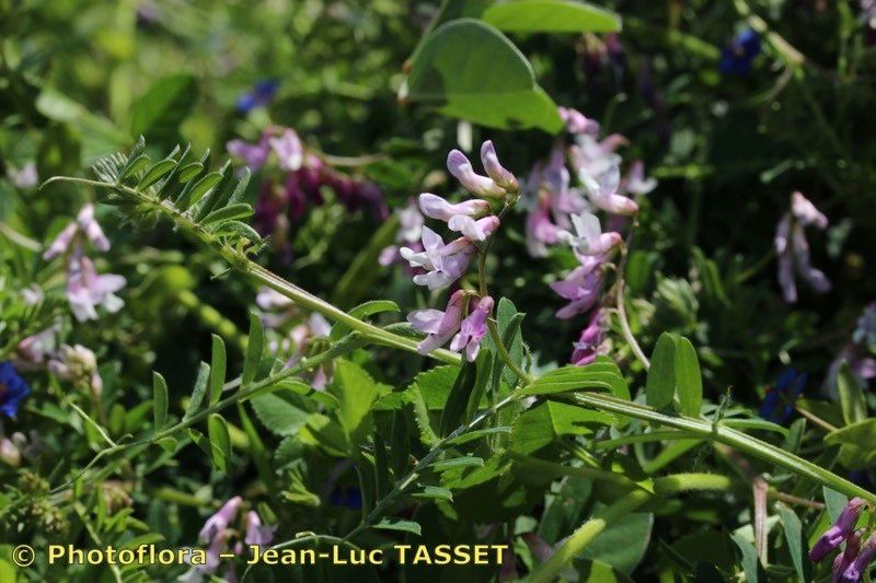Vicia monardii flower